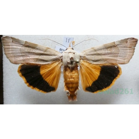 Noctua fimbriata (Schreber, 1759) Rolnica aksamitka Czech1f